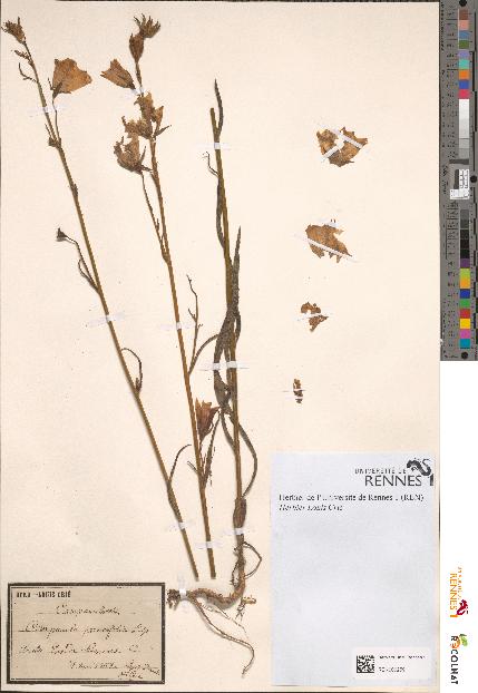 spécimen de Campanula persicifolia