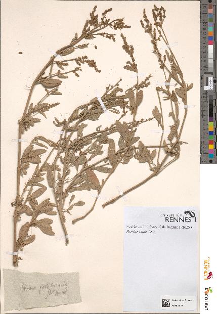spécimen de Obione portulacoides