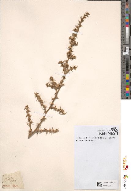 spécimen de Salsola rubra