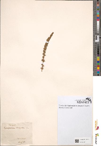 spécimen de Camphorosma monspeliaca