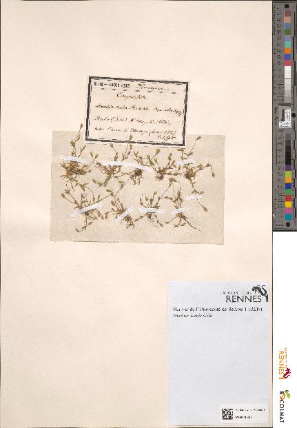 spécimen de Moenchia erecta