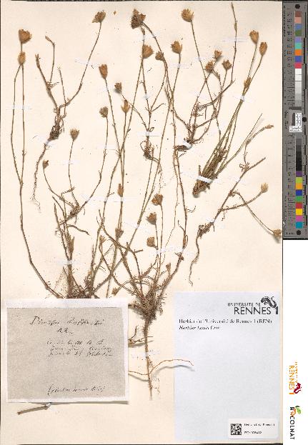 spécimen de Dianthus prolifer