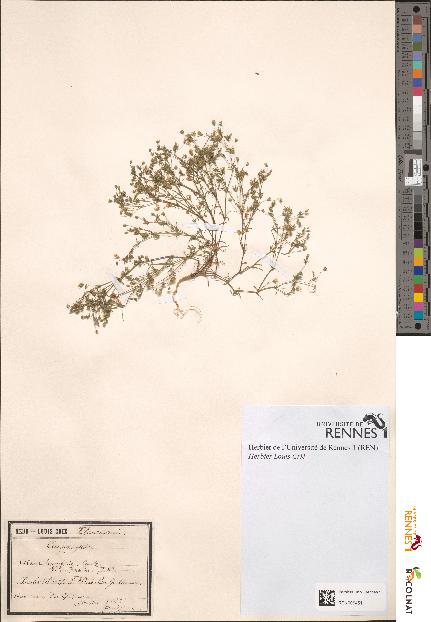 spécimen de Alsine tenuifolia