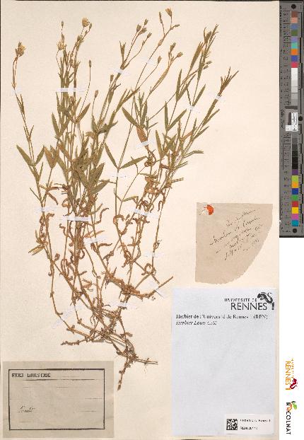 spécimen de Stellaria sp.