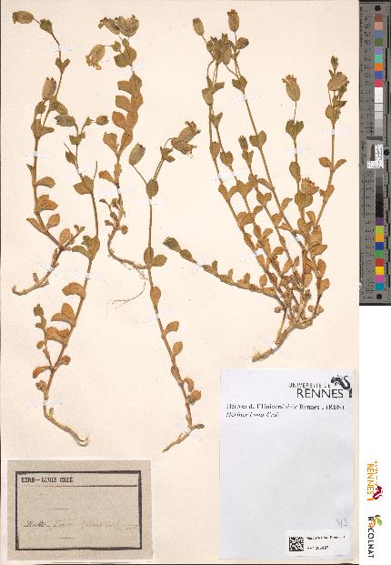 spécimen de Silene sp.