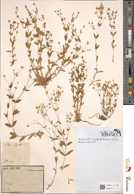 spécimen de Silene rupestris