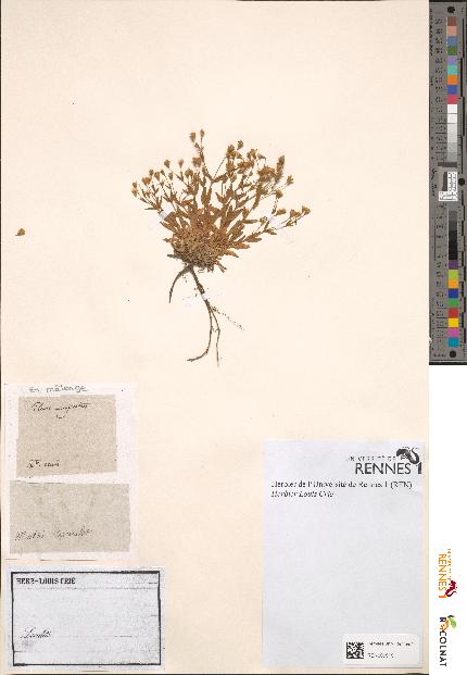 spécimen de Silene rupestris