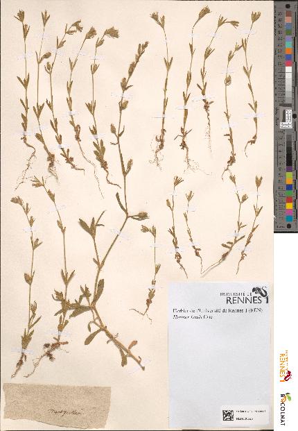 spécimen de Silene sp.
