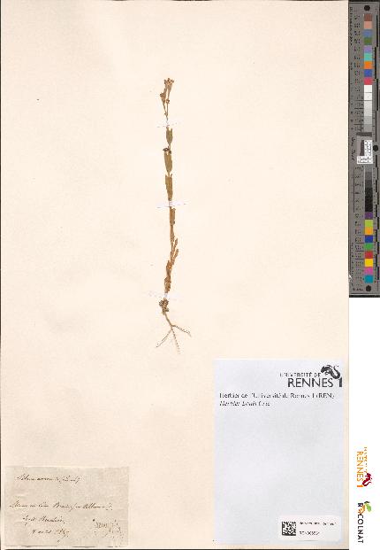 spécimen de Silene armeria