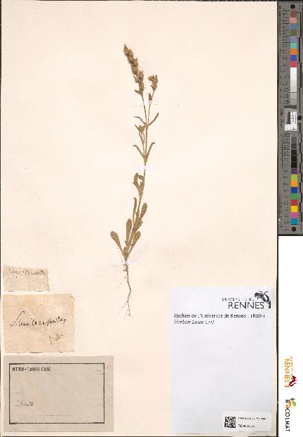 spécimen de Silene cerastoides