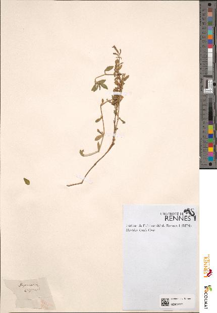 spécimen de Saponaria ocymoides