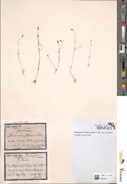 spécimen de Microcala filiformis