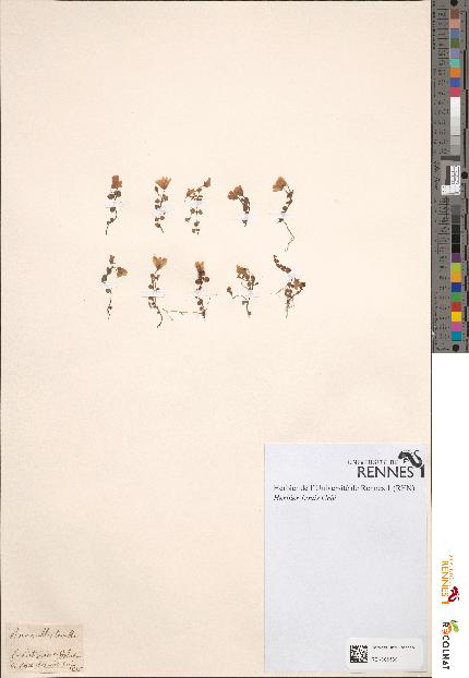 spécimen de Anagallis tenella