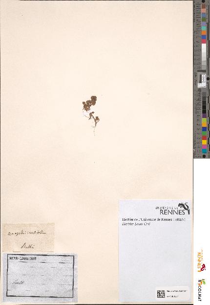 spécimen de Anagallis crassifolia