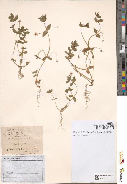 spécimen de Anagallis arvensis