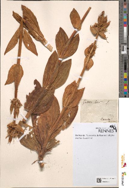 spécimen de Gentiana lutea