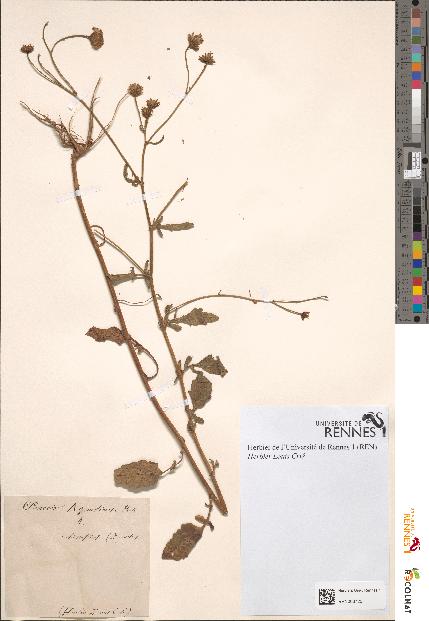 spécimen de Senecio aquaticus
