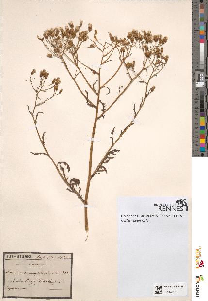 spécimen de Senecio viscosus