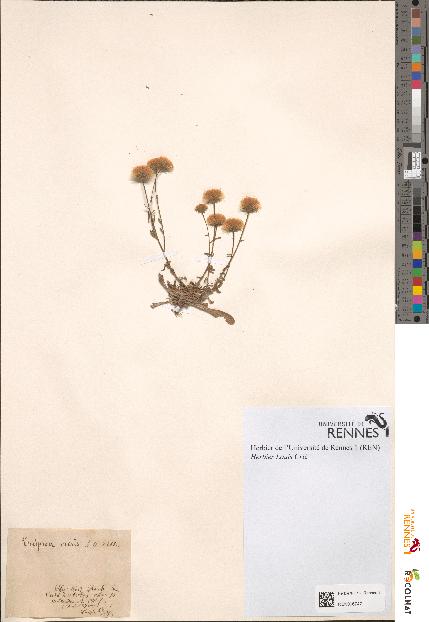 spécimen de Erigeron acris