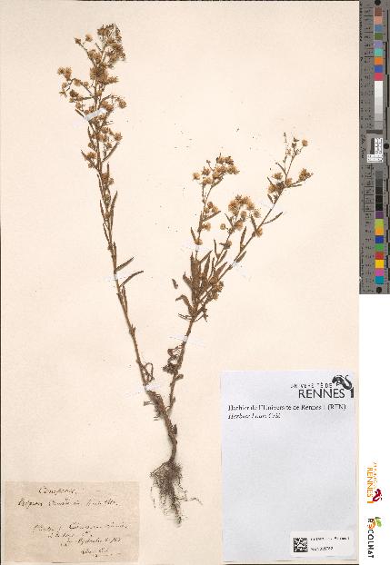 spécimen de Erigeron canadensis