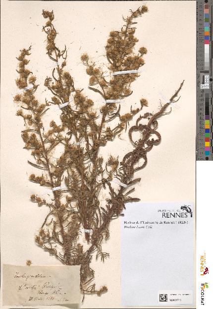 spécimen de Inula graveolens