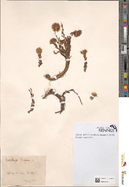 spécimen de Tussilago farfara