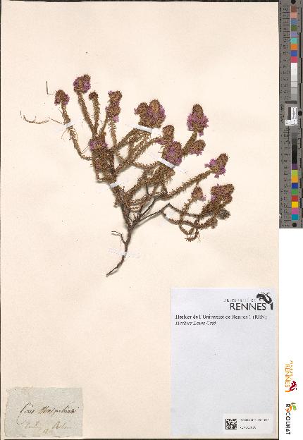 spécimen de Coris monspeliensis