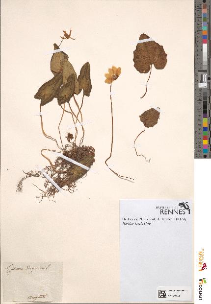 spécimen de Cyclamen europaeum