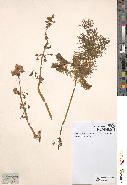 spécimen de Hottonia palustris