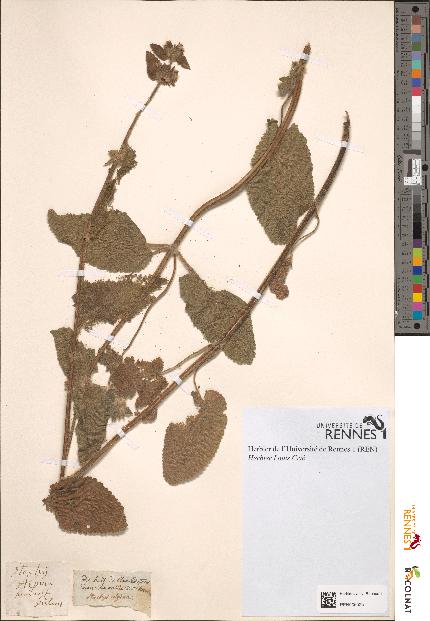 spécimen de Stachys alpina