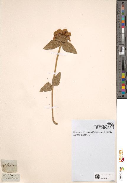 spécimen de Phlomis fruticosa