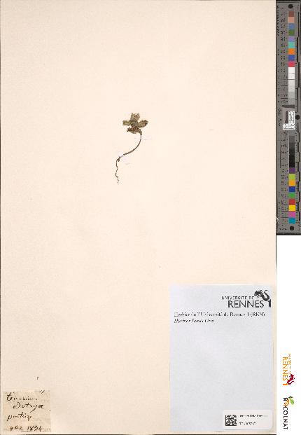spécimen de Teucrium botrys