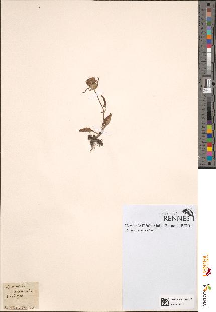 spécimen de Prunella laciniata