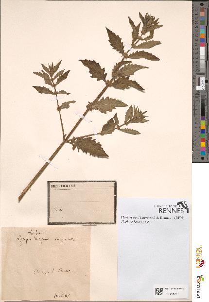 spécimen de Lycopus europaeus