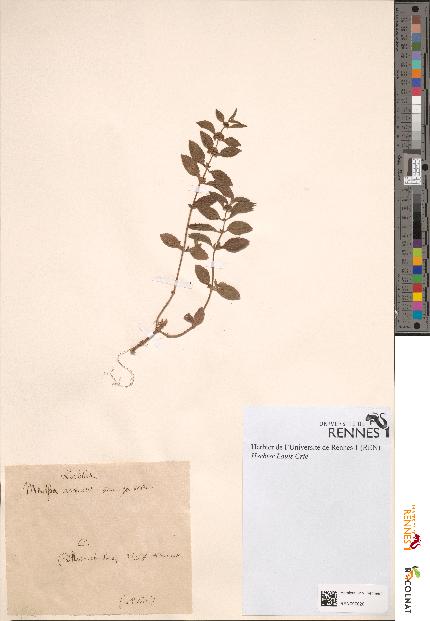 spécimen de Mentha arvensis