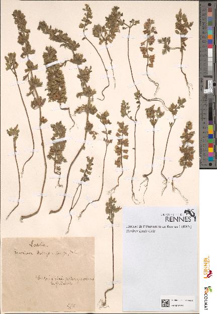 spécimen de Teucrium botrys