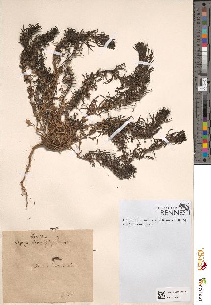 spécimen de Ajuga chamaepitys