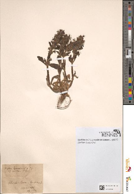 spécimen de Ajuga genevensis