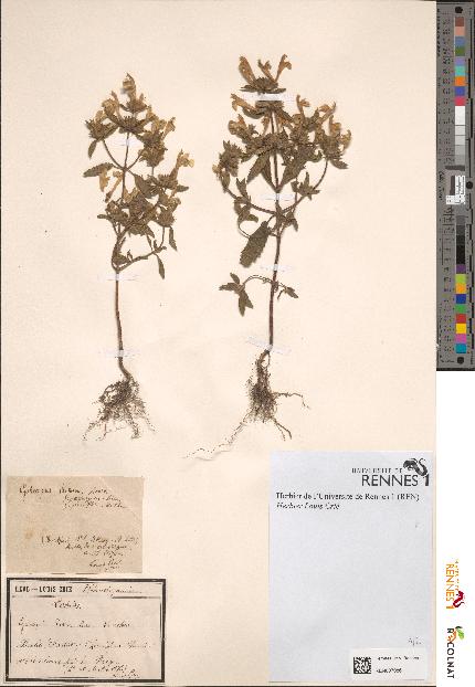 spécimen de Galeopsis dubia