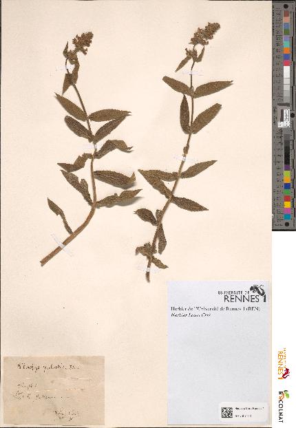 spécimen de Stachys palustris