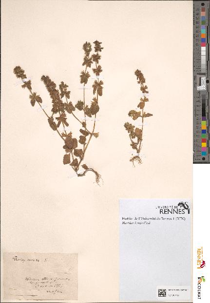 spécimen de Stachys arvensis