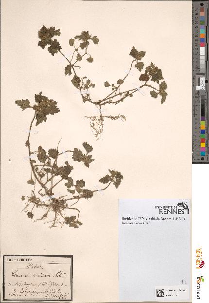 spécimen de Lamium incisum