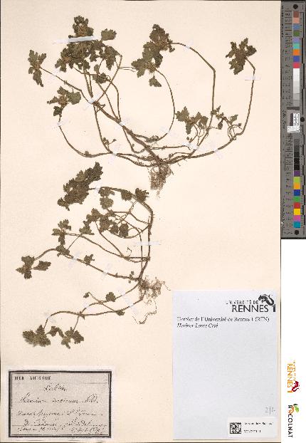 spécimen de Lamium incisum