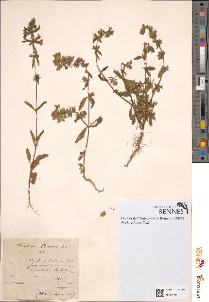 spécimen de Stachys annua