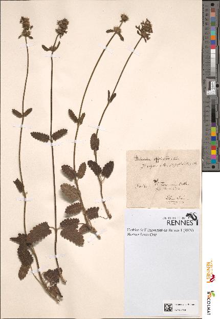 spécimen de Betonica officinalis