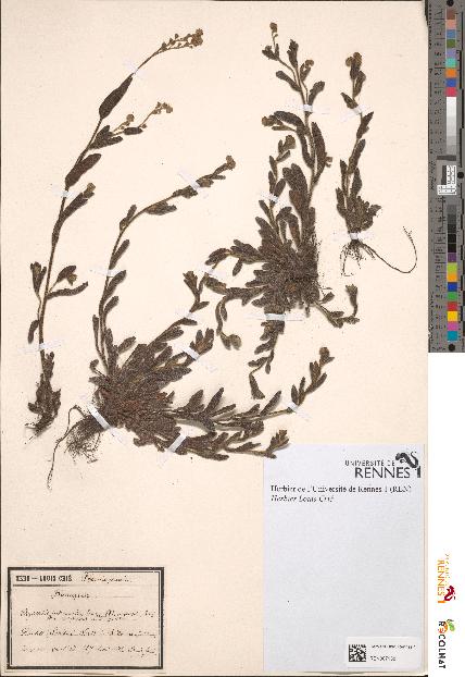 spécimen de Myosotis intermedia