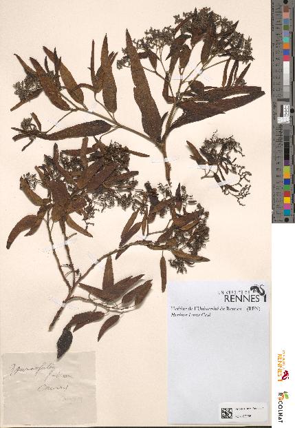 spécimen de Tournefortia fruticosa