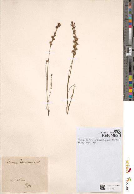 spécimen de Linaria pelisseriana