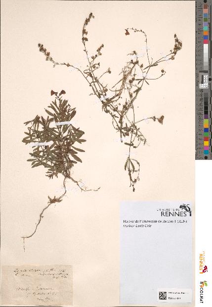 spécimen de Linaria striata