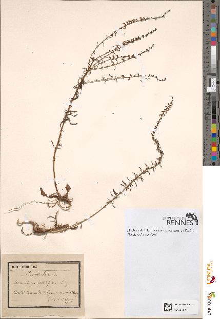 spécimen de Anarrhinum bellidifolium